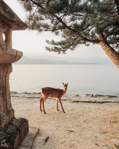 白天站在靠近水体的棕色沙滩上的棕色鹿